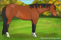 Horse Color:Bay 