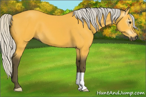 Horse Color:Gray Silver Buckskin 