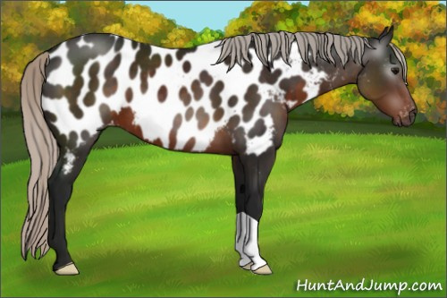 Horse Color:Gray Silver Brown Appaloosa 