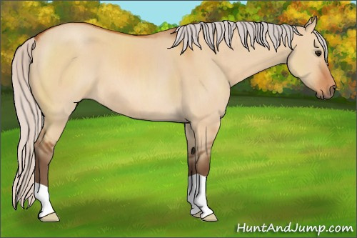 Horse Color:Silver Bay Dun 