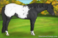 Horse Color:Black Appaloosa Rabicano 
