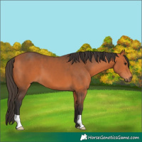 Horse Color:Bay 
