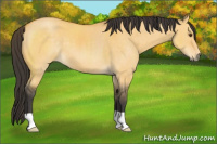 Horse Color:Buckskin Dun 