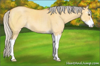 Horse Color:Silver Buckskin Dun Sabino 