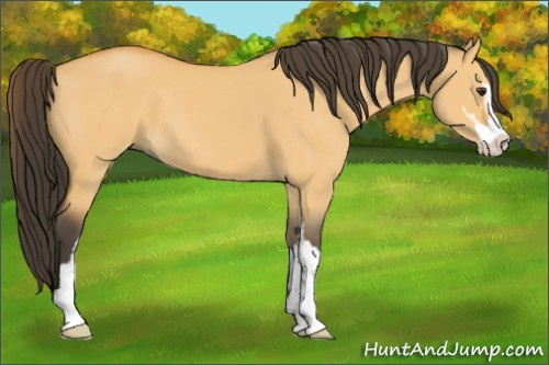 Horse Color:Buckskin Dun Sabino 