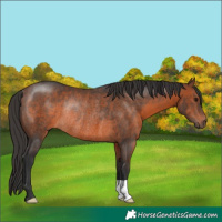 Horse Color:Brown Rabicano 