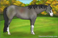 Horse Color:Grullo Sabino 