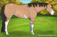 Horse Color:Bay Dun Sabino 