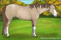 Horse Color:Grullo Pearl Splash 