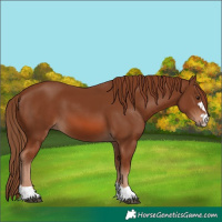 Horse Color:Chestnut 