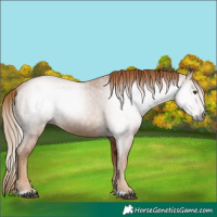 Horse Color:Gray Chestnut 