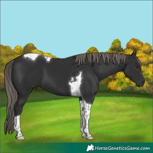 Horse Color:Liver Chestnut Mushroom Tobiano 