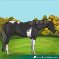 Horse Color:Liver Chestnut Mushroom Tobiano