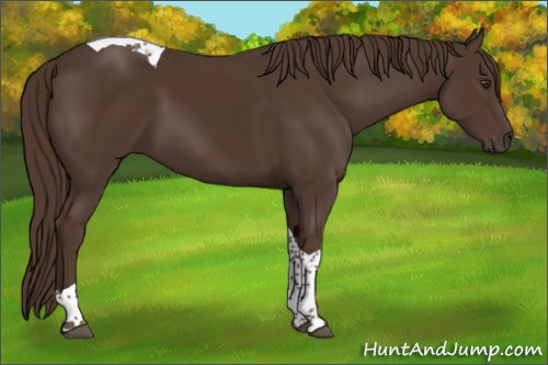 Horse Color:Liver Chestnut Tobiano 