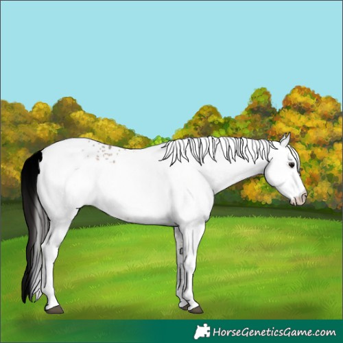 Horse Color:White Spotted Brown Dun 