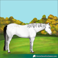 Horse Color:White Spotted Brown Dun 