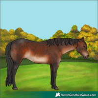 Horse Color:Brown 