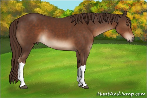 Horse Color:Liver Chestnut 