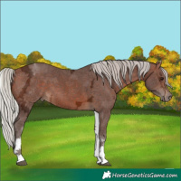Horse Color:White Spotted Silver Bay Ice Tobiano