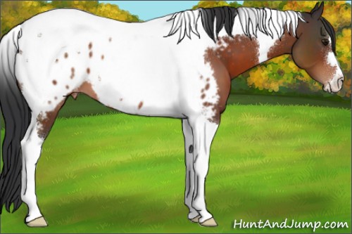Horse Color:Brown Tobiano Appaloosa 