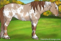 Horse Color:White Spotted Red Dun Roan 