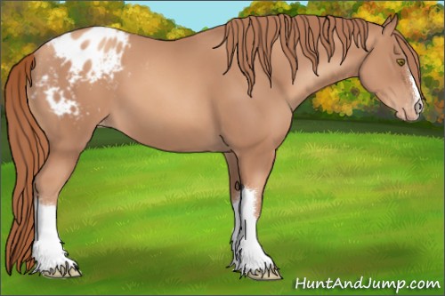Horse Color:Gold Champagne Appaloosa 