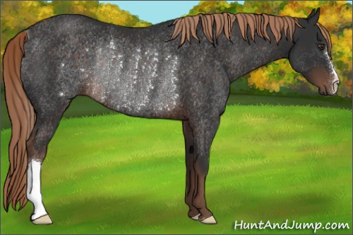 Horse Color:Liver Chestnut Rabicano 