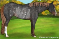 Horse Color:Liver Chestnut Rabicano 
