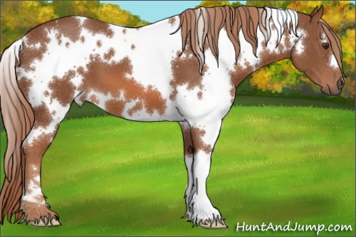 Horse Color:White Spotted Chestnut 