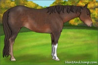 Horse Color:Liver Chestnut 