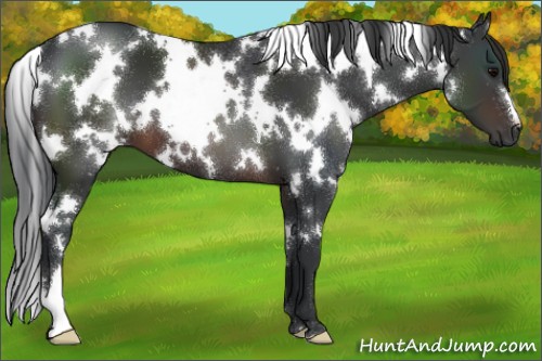 Horse Color:White Spotted Brown 