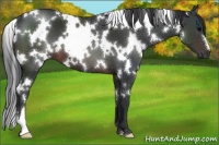Horse Color:White Spotted Brown 