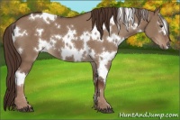 Horse Color:White Spotted Liver Red Dun 