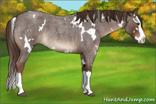 Horse Color:White Spotted Liver Red Roan Splash 