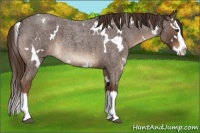 Horse Color:White Spotted Liver Red Roan Splash 