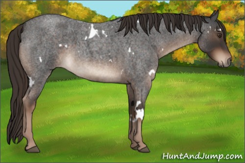 Horse Color:White Spotted Liver Red Roan 