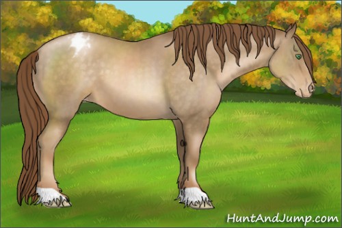 Horse Color:Smoky Black Pearl Appaloosa 