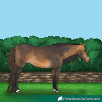 Horse Color:Buckskin 