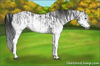 Horse Color:Gray White Spotted Black  and Gray White Spotted Grullo 