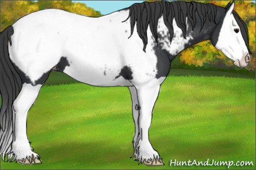 Horse Color:Black Splash Appaloosa
