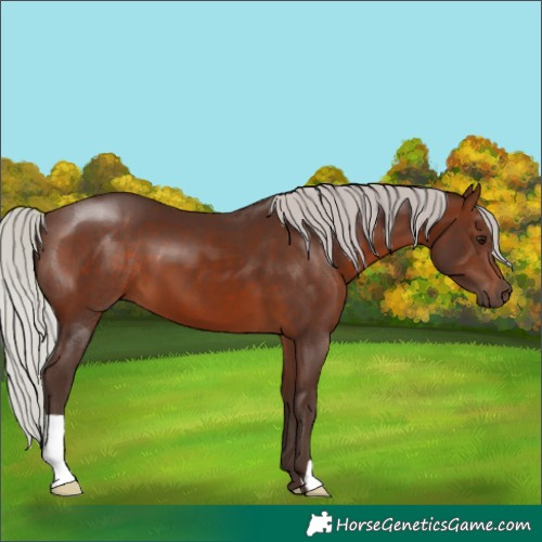 Horse Color:Silver Brown