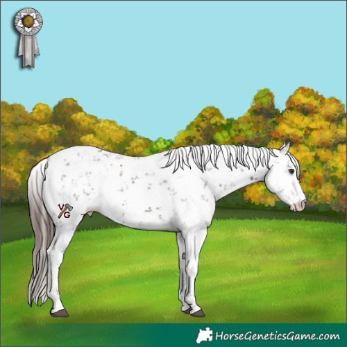 Horse Color:Liver Chestnut Sabino