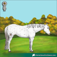 Horse Color:Liver Chestnut Sabino