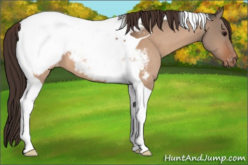 Horse Color:Bay Dun Tobiano Appaloosa 