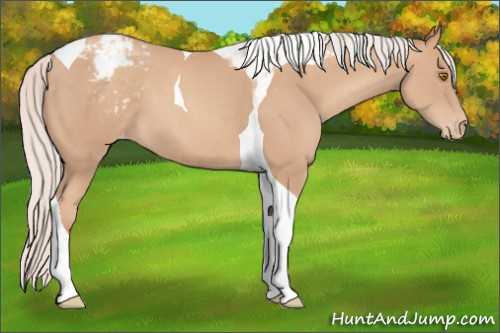 Horse Color:Silver Classic Champagne Tobiano Varnish