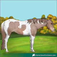 Horse Color:Chestnut Tobiano Appaloosa