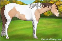 Horse Color:Amber Champagne Tobiano Varnish