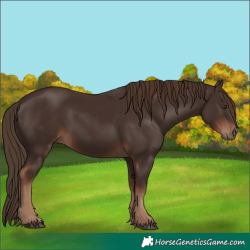 Horse Color:Liver Chestnut 