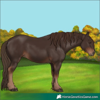 Horse Color:Liver Chestnut 