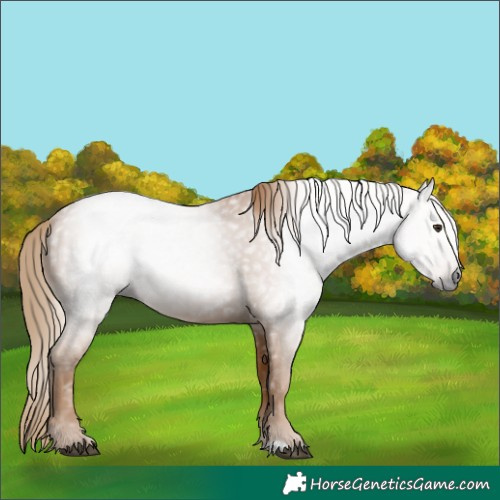 Horse Color:Gray Chestnut 
